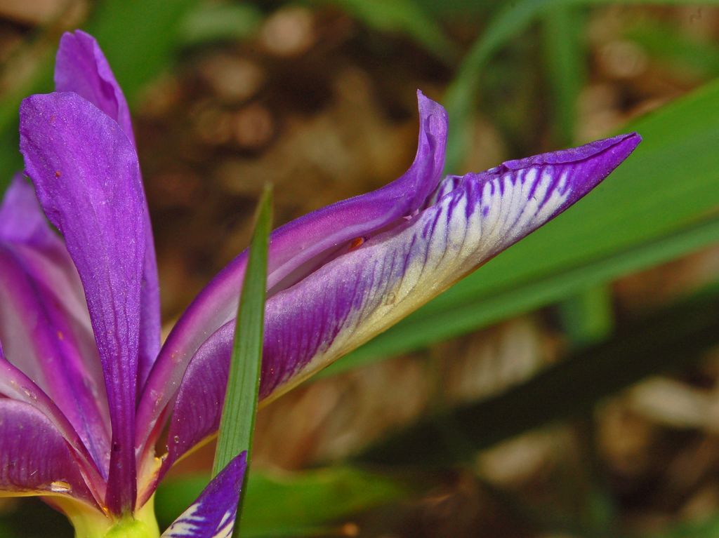 Iris graminea